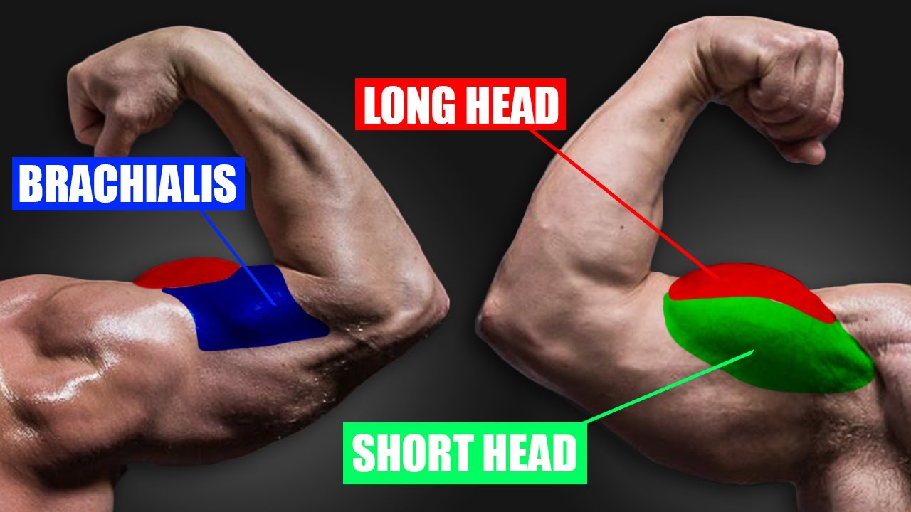 4 Simple Fixes for BICEP GROWTH!